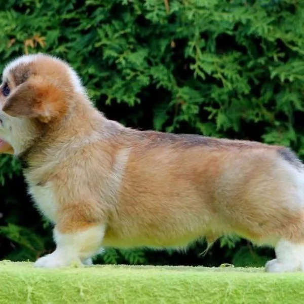 Cuccioli di Corgi disponibili per l'adozione | Foto 0