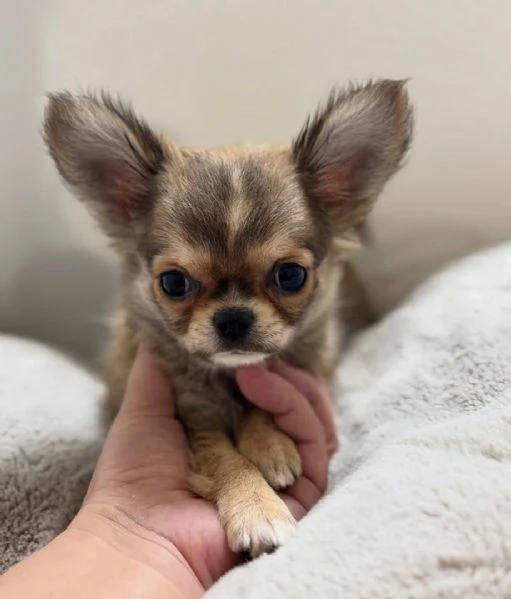 Disponibili cuccioli di Chihuahua per l'adozione