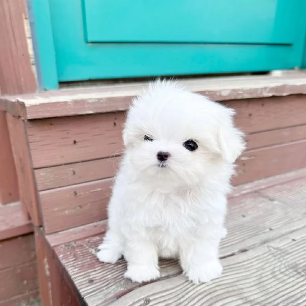 Disponibili adorabili cuccioli di maltese.