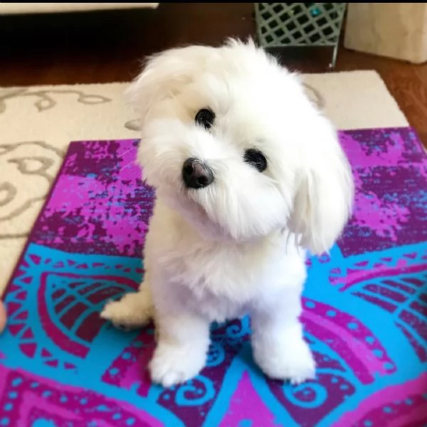 Disponibili adorabili cuccioli di maltese. | Foto 0
