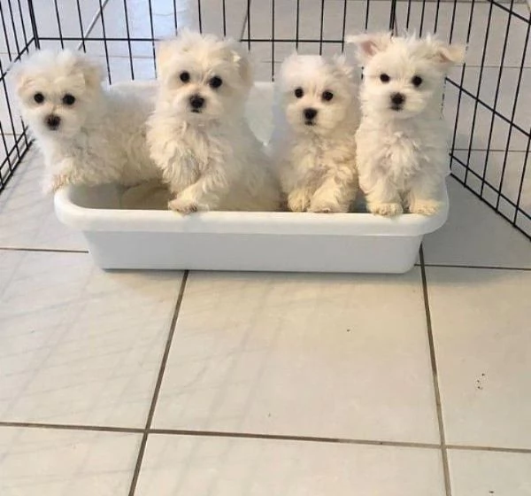 Cuccioli di maltese disponibili per l'adozione