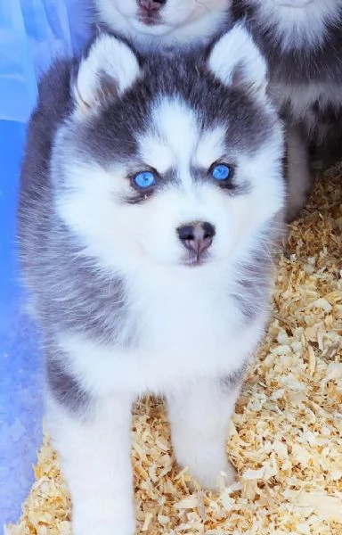 Cuccioli di Pomsky disponibili per l'adozione | Foto 4