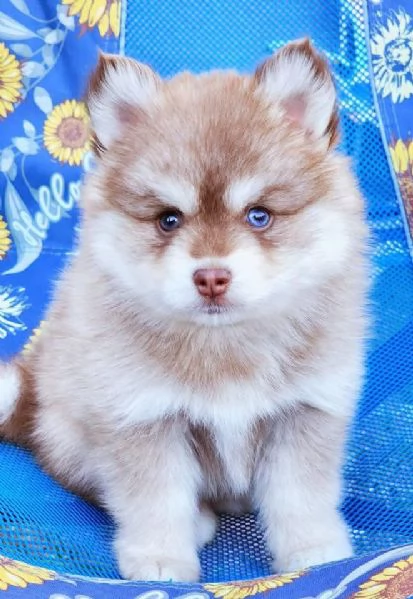 Cuccioli di Pomsky disponibili per l'adozione | Foto 2