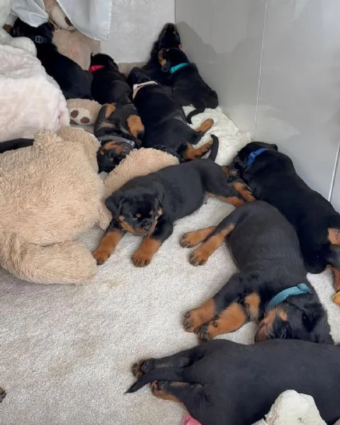 cucciolo di rottweiler disponibile per adozione | Foto 1
