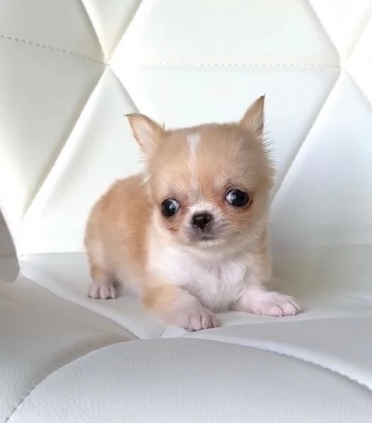 Disponibili cuccioli di Chihuahua per l'adozione | Foto 1