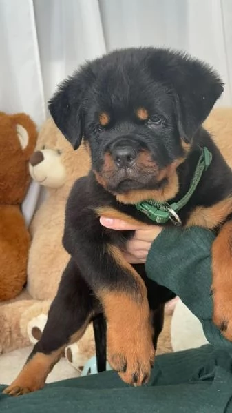 Cucciolo di Rottweiler disponibile per adozione.