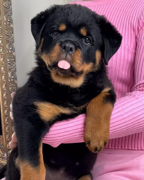 cucciolo di rottweiler disponibile per adozione