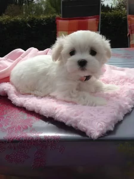 Cuccioli di maltese toy  | Foto 0