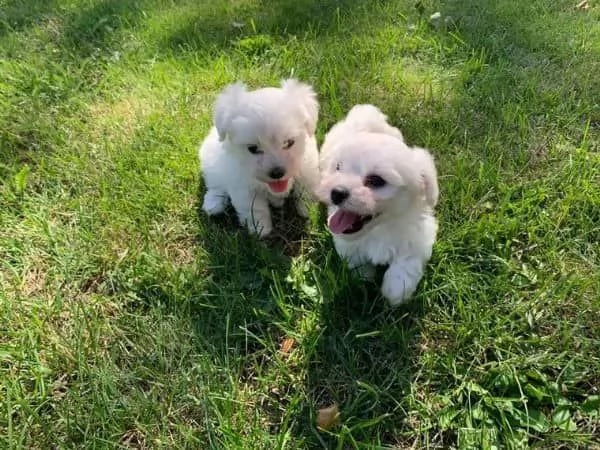 Cuccioli di maltese toy  | Foto 0