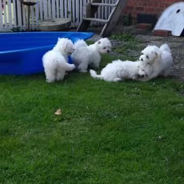 Cuccioli di maltese toy 