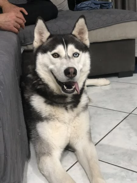 siberian husky in regalo