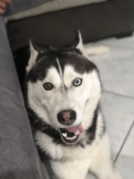 siberian husky in regalo | Foto 1