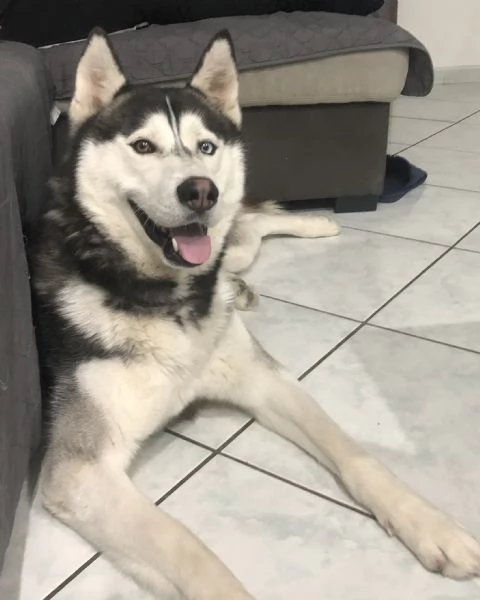 siberian husky in regalo | Foto 0