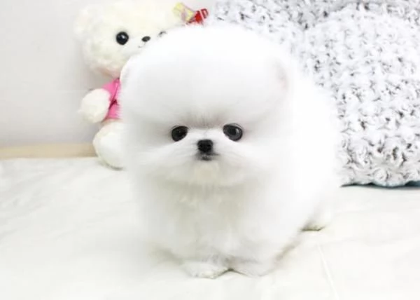 MINI cuccioli tipici della pomerania