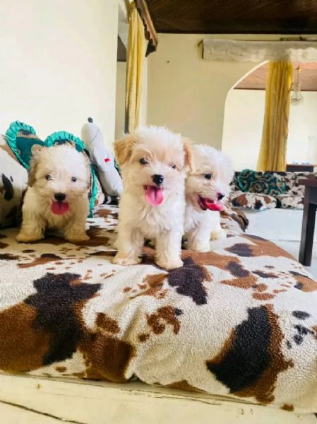 Cuccioli di maltese toy  | Foto 0