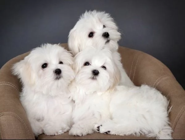 Cuccioli di maltese toy  | Foto 0