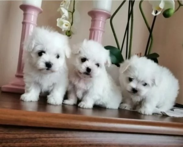 Cuccioli di maltese toy  | Foto 0
