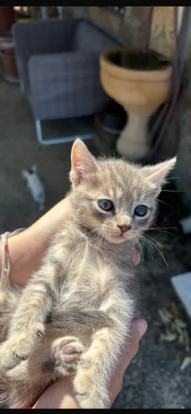 REGALO GATTINI | Foto 1