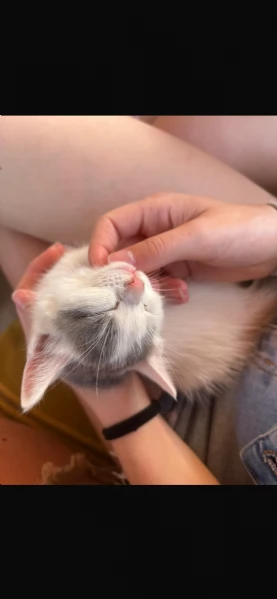 REGALO GATTINI | Foto 0