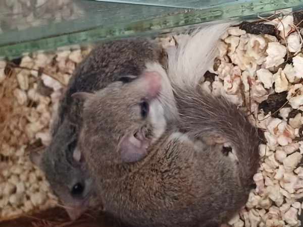 Vendo Mini ghiri africani | Foto 2