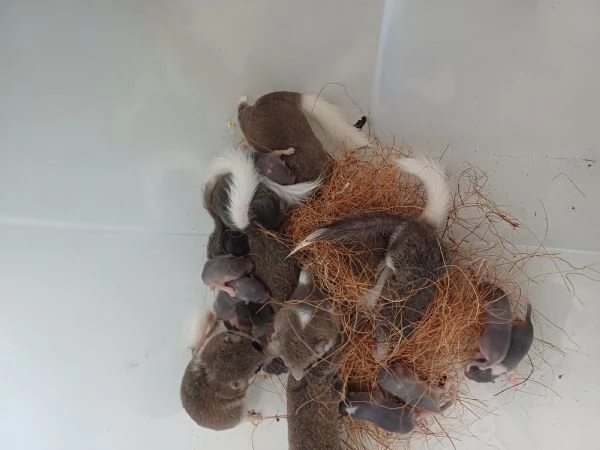 Vendo Mini ghiri africani | Foto 1