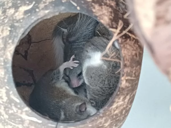 Vendo Mini ghiri africani | Foto 0