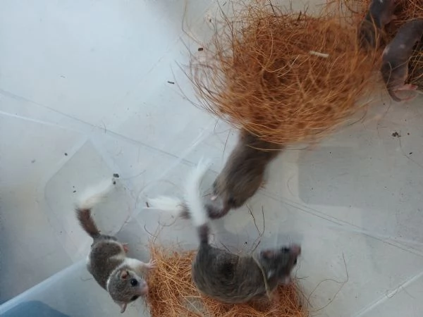 Vendo Mini ghiri africani