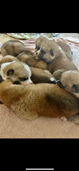 Cuccioli di Akita Inu con PEDIGREE ENCI  | Foto 2
