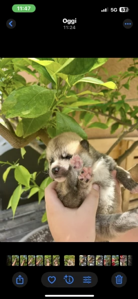 Cuccioli di Akita Inu con PEDIGREE ENCI  | Foto 0