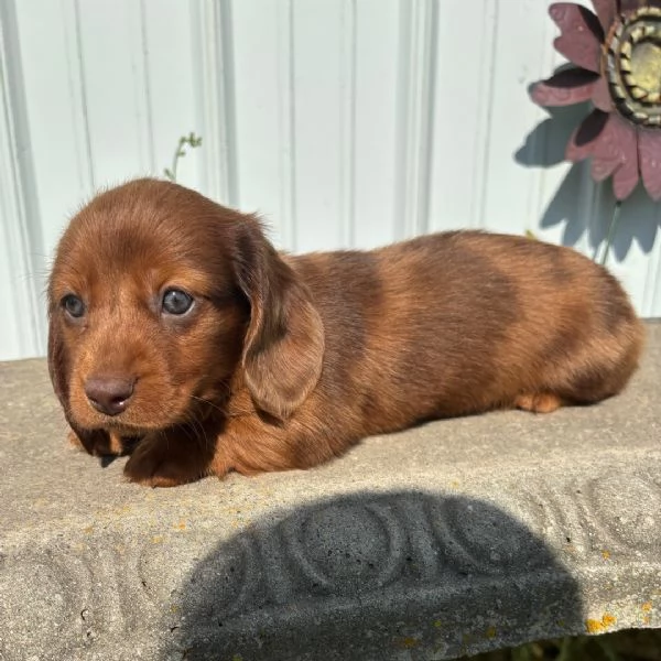 Bassotto nana femmina e maschio disponibili 