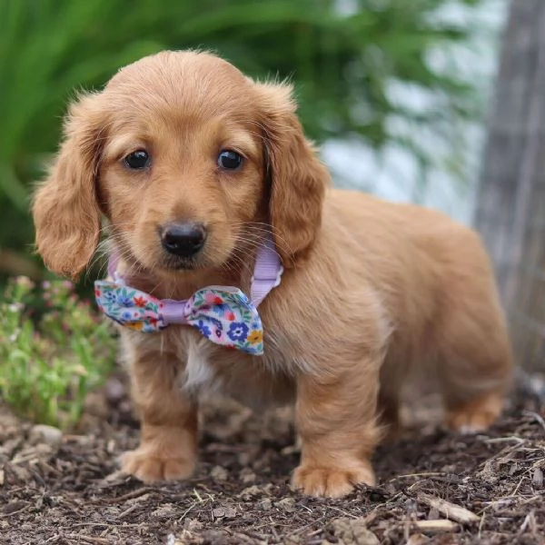 Bassotto nana femmina e maschio disponibili  | Foto 0