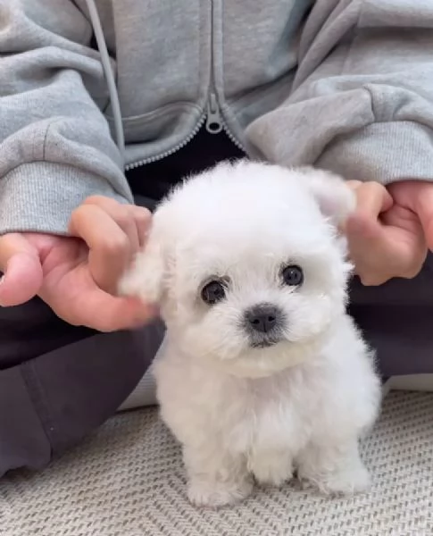 Regalo Bichon mini toy  | Foto 2