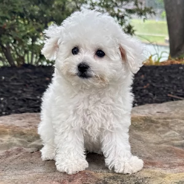 Regalo bolognese femmina e maschio 