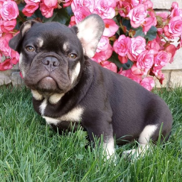 Bouledogue francese disponibili maschio e femmina  | Foto 0