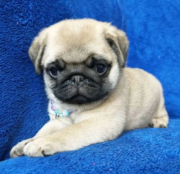 Regalo carlino maschio e femmina….. | Foto 0