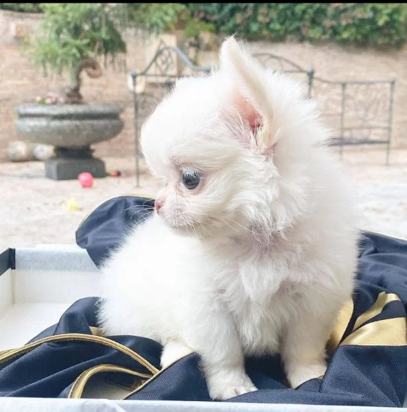 Chihuahua mini toy / capelli lunghi e corti | Foto 3