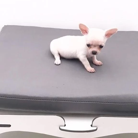 Chihuahua mini toy / capelli lunghi e corti | Foto 2