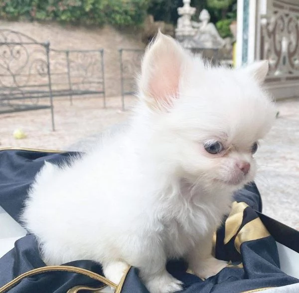 Chihuahua mini toy / capelli lunghi e corti | Foto 1