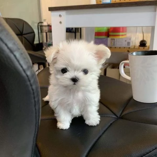 Maltese mini toy maschio e femmina Amdre disponibili | Foto 4