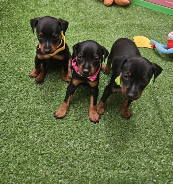 REGALO PINCHERS MASCHIO E FEMMINA DISPONIBILE | Foto 3