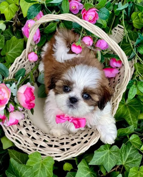 Shitzu toy e nana Maschio e femmina disponibile  | Foto 1