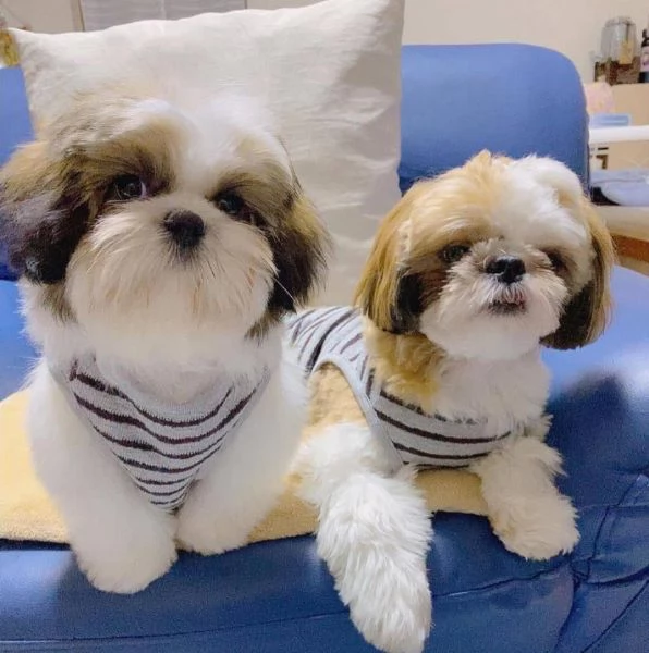 Shitzu toy e nana Maschio e femmina disponibile  | Foto 0