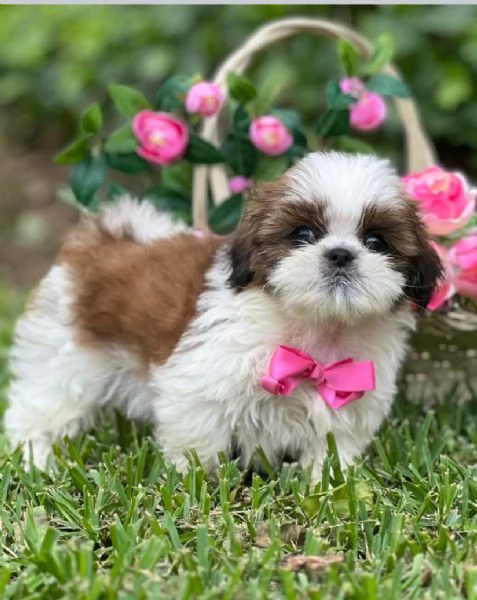 Shitzu toy e nana Maschio e femmina disponibile 