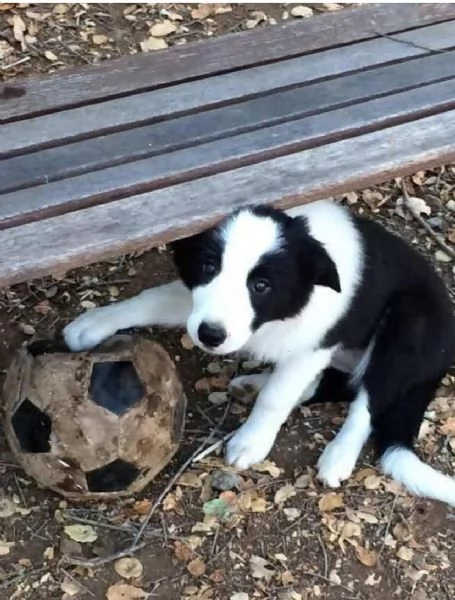 Regalo Border collie Maschio e femmina 