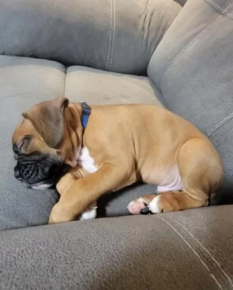 REGALO CUCCIOLO BOXER  DUE SESOS DISPONIBILI | Foto 1