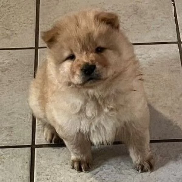 Disponibili chow chow maschio e femmina  | Foto 2