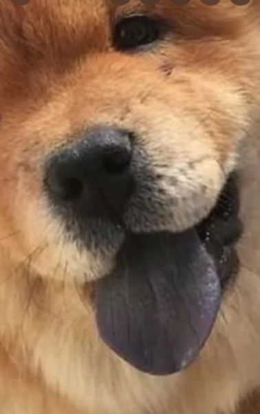 Disponibili chow chow maschio e femmina  | Foto 1