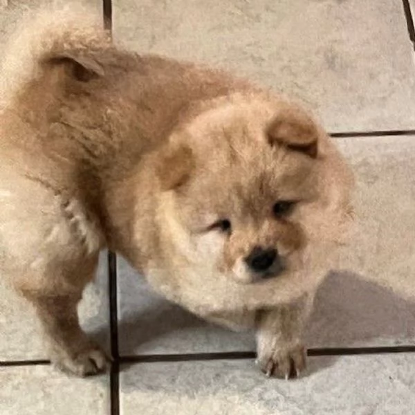 Disponibili chow chow maschio e femmina  | Foto 0