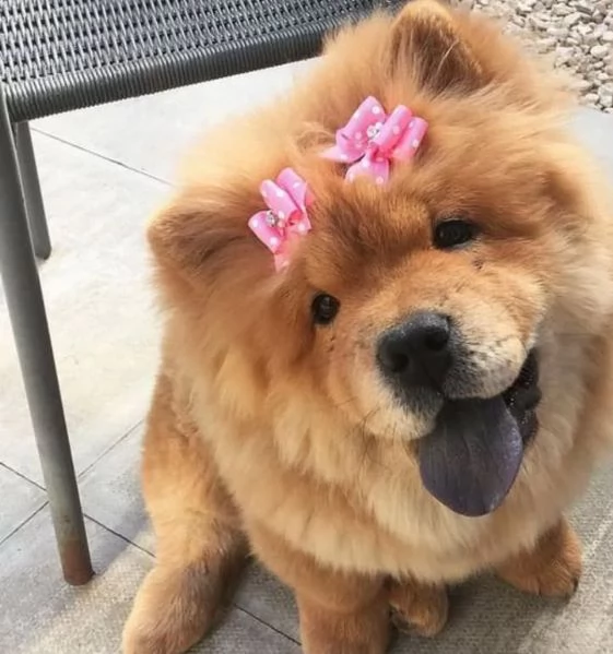 Disponibili chow chow maschio e femmina 