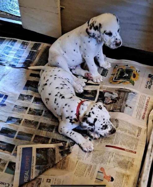.   REGALO UCCIOLO  DALMATA MASCHIO E FEMMINA  | Foto 2